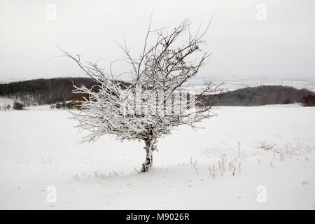 Coperta di neve Bush e il paesaggio invernale sul Dover's Hill, Chipping Campden, il Costwolds, Gloucestershire, England, Regno Unito, Europa Foto Stock