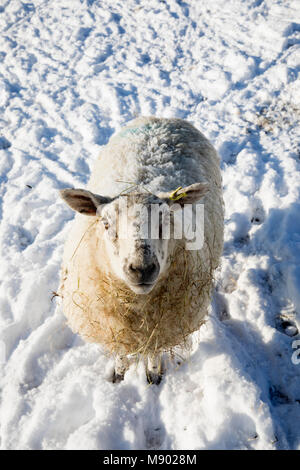 Pecore bianche coperte di neve e di stare in campo di neve, Burwash, East Sussex, England, Regno Unito, Europa Foto Stock