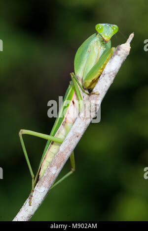 Giant Rainfrest Mantis, majuscula Hierodula, Maliau Basin, Sabah, Malesia, Borneo Foto Stock