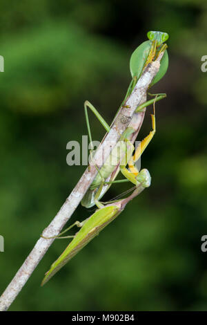 Una coppia di gigante Rainfrest Mantis, majuscula Hierodula, Maliau Basin, Sabah, Malesia, Borneo Foto Stock