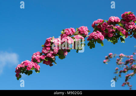 Semi-matrimoniale piccola fiori su una pianta ornamentale Albero di biancospino fioritura in maggio in un giardino inglese Foto Stock