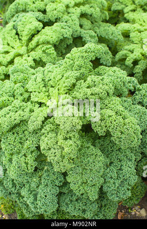 Curly leafed kale è riconosciuto come un importante della salute alimentare che è facile da coltivare nel Regno Unito giardini privati Foto Stock