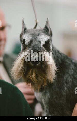 Celtic Classic Dog Show 2018 miniatura Schnauzer in corrispondenza di una stazione di strigliatura Foto Stock