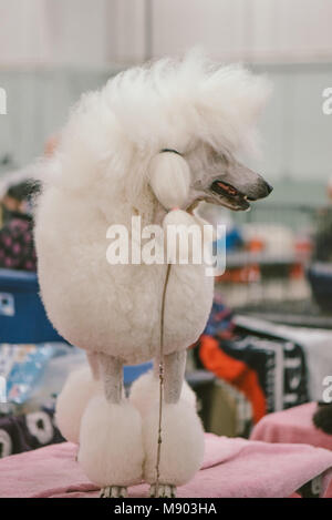 Celtic Classic Dog Show 2018 barboncino Standard in corrispondenza di una stazione di strigliatura Foto Stock