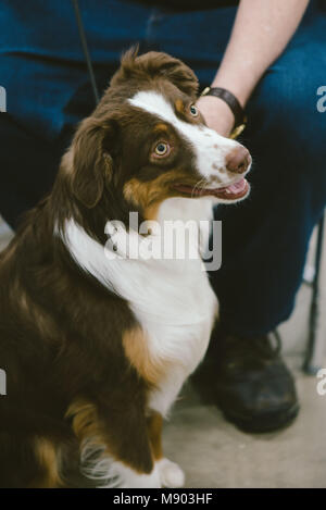 Celtic Classic Dog Show 2018 un pastore australiano dalla pastorizia gruppo Foto Stock