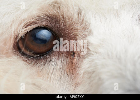 Macro di cane barboncino occhio con infezione. Close-up di cane occhio con lo spazio di copia Foto Stock
