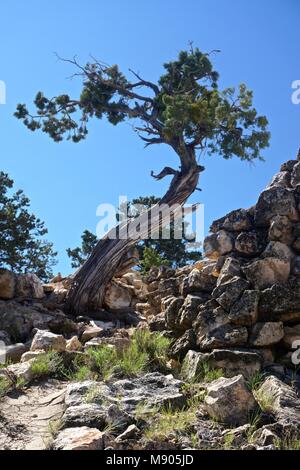 Parco Nazionale del Grand Canyon, AZ, Stati Uniti d'America: un twisted ginestra a eremiti che appoggiano sul bordo meridionale del Grand Canyon, Arizona. Foto Stock