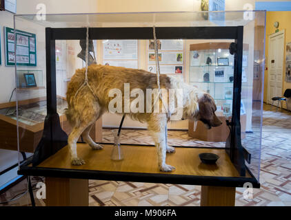 San Pietroburgo, Russia - 13 Febbraio 2016: cani imbalsamati Pavlov's Museo sperimentale di igiene a San Pietroburgo Foto Stock