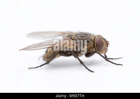 Un cluster attivo fly, Pollenia rudis, su uno sfondo bianco. Queste mosche in grado di infestare le case in grandi numeri. Inghilterra REGNO UNITO GB Foto Stock