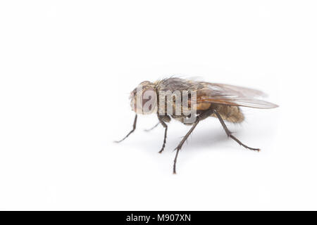 Un cluster attivo fly, Pollenia rudis, su uno sfondo bianco. Queste mosche in grado di infestare le case in grandi numeri. Inghilterra REGNO UNITO GB Foto Stock