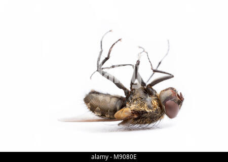 Un cluster di morti volare, Pollenia rudis, su uno sfondo bianco. Queste mosche in grado di infestare le case in grandi numeri. Inghilterra REGNO UNITO GB Foto Stock