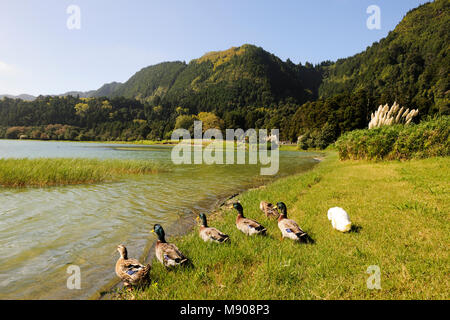 Lagoa das Furnas, un cratere vulcanico. São Miguel, isole Azzorre. Portogallo Foto Stock