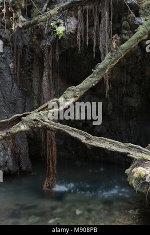 Aphroditie ai bagni sulla penisola di Akamas, Paphos, Cipro Foto Stock