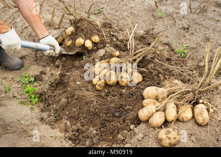 Il Rancher patata raccolta nel giardino vegetale Foto Stock