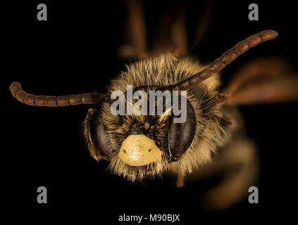 Bee. Andrena brevipalpis, M, viso, Caroline County Foto Stock