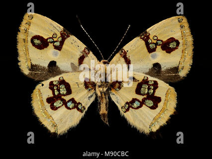 Bling Butterfly - Anteros formosus, m, Perù, Cosnipata Valley, cervello Harris, habitus Foto Stock