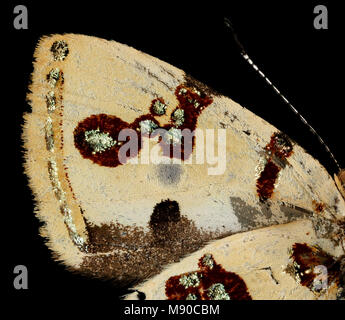 Bling Butterfly - Anteros formosus, m, Perù, Cosnipata Valley, cervello harris Foto Stock