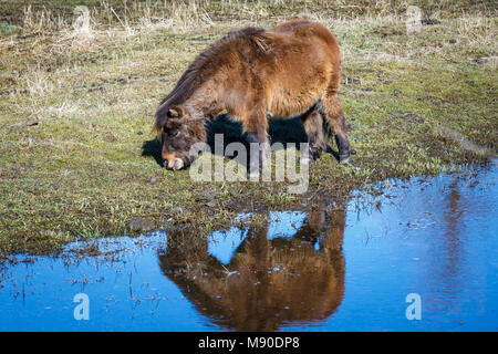 Un cavallo in miniatura lambisce sull'erba dal flusso vicino Harrison, Idaho. Foto Stock