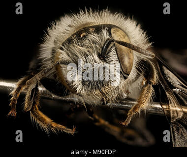 Hoplitis anthocopoides, f, faccia, Washington Co Maryland Foto Stock