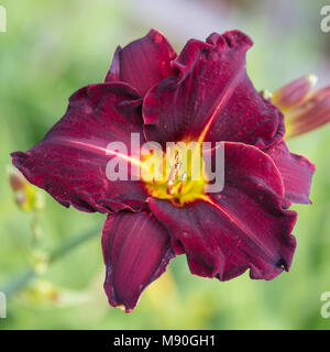 'Chicago Blackout' Daylily, Daglilja (Hemerocallis) Foto Stock