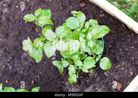 "Pompelmo' menta piperita, Pepparmynta (Mentha x piperita) Foto Stock