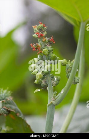 Olio di ricino pianta, ricina (Ricinus communis) Foto Stock