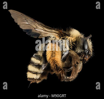 Bee Melissodes confusa, F, lato, UT, Garfield County Foto Stock