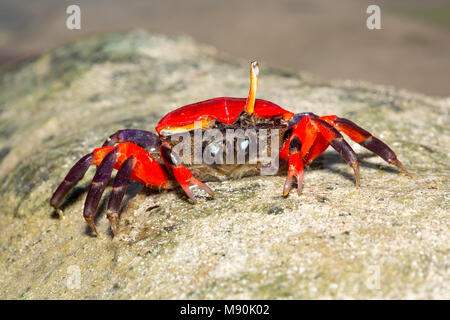 Una femmina di fiddler crab, Uca sp, sull'isola di Yap, Micronesia. Foto Stock