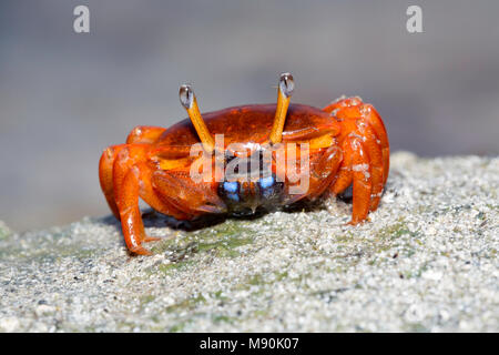 Una femmina di fiddler crab, Uca sp, sull'isola di Yap, Micronesia. Foto Stock