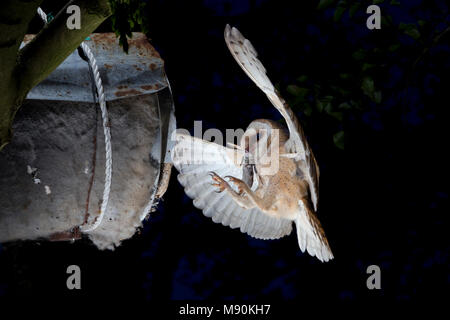 Kerkuil incontrato prooi, Barbagianni con la preda Foto Stock