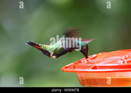 Adulto Zwartkeelmango mannetje etend uit voedersilo in vlucht Tobago, nero-throated Mango maschio adulto in volo di alimentazione alimentatore su Tobago Foto Stock