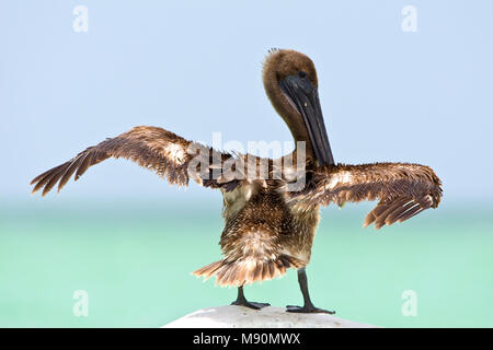 Bruine Pelikaan juveniel vleugels drogend Messico, Marrone Pelican capretti ali di essiccazione Messico Foto Stock