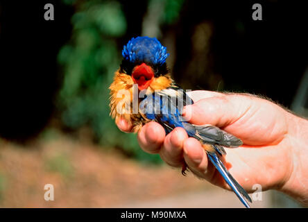 Australische Vlagstaartijsvogel in de mano porta gehouden verzorger van vogel opvang centrum Australie, Buff-breasted Paradise-Kingfisher tenuto in mano Foto Stock