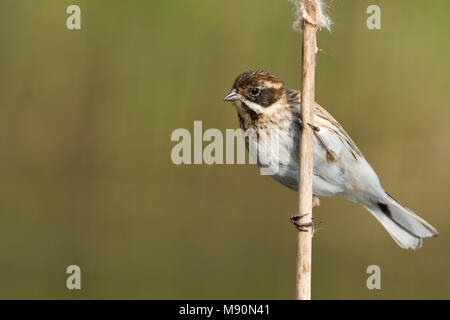 Vrouwtje Rietgors op lisdodde stengel Nederland, comune Reed Bunting sulla levetta Tifa Olanda Foto Stock