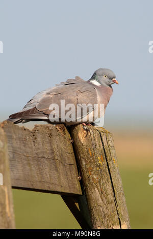 Houtduif zittend op houten hek Nederland, comune Colombaccio appollaiato sulla staccionata in legno Paesi Bassi Foto Stock