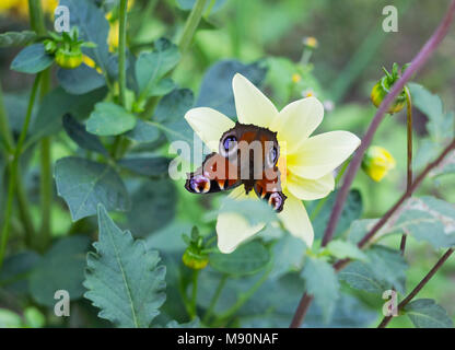 Unione peacock (Aglais io) butterfly si siede sul fiore bianco dalia, vista dall'alto Foto Stock