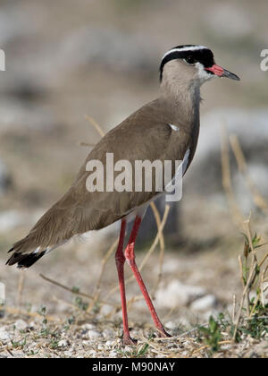 Adulto Diadeemkievit Namibie, coronata Pavoncella adulto Namibia Foto Stock