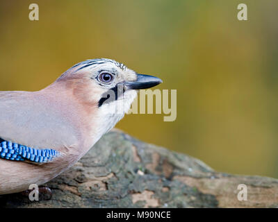 Gaai op boomstronk Nederland, Eurasian Jay al troncone di albero Paesi Bassi Foto Stock