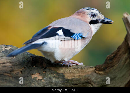 Gaai op boomstronk Nederland, Eurasian Jay al troncone di albero Paesi Bassi Foto Stock