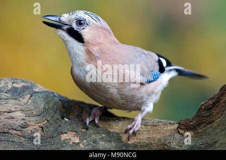 Gaai op boomstronk Nederland, Eurasian Jay al troncone di albero Paesi Bassi Foto Stock