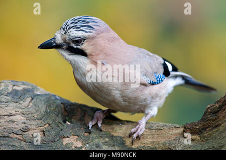 Gaai op boomstronk Nederland, Eurasian Jay al troncone di albero Paesi Bassi Foto Stock