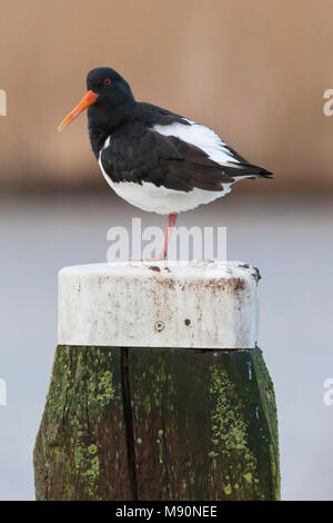 Scholekster op meerpaal Nederland, Eurasian Oystercatcher sul posto barca post-Paesi Bassi Foto Stock