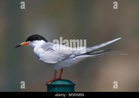 Forster stern adulto staand op paal Californie USA, Forster's Tern adulto arroccato a pole California USA Foto Stock