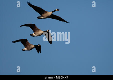 Canadese gans drie vogels in vlucht Nederland, maggiore Canada Goose tre uccelli in volo Paesi Bassi Foto Stock