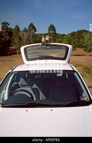 Kookaburra twee vogels zittend op auto Australie, ridendo Kookaburra due uccelli seduti sulla vettura in Australia Foto Stock