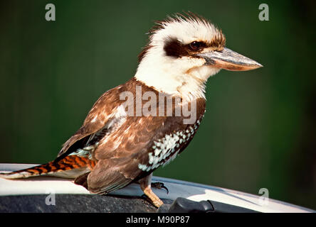 Kookaburra zittend op auto Australie, ridendo Kookaburra seduti sulla vettura in Australia Foto Stock