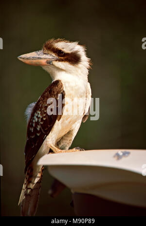 Kookaburra zittend op auto Australie, ridendo Kookaburra seduti sulla vettura in Australia Foto Stock