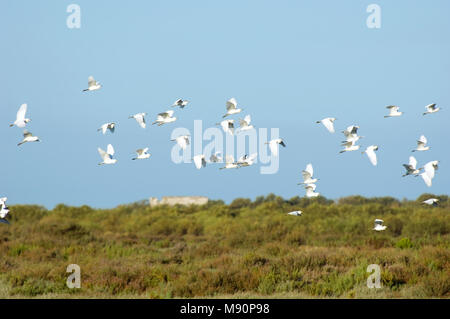 Kleine zilverreigers en Koereigers boven broed kolonie Spanje, garzette e guardabuoi sopra colonia di allevamento Spagna Foto Stock