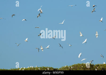 Kleine zilverreigers en Koereigers boven broed kolonie Spanje, garzette e guardabuoi sopra colonia di allevamento Spagna Foto Stock