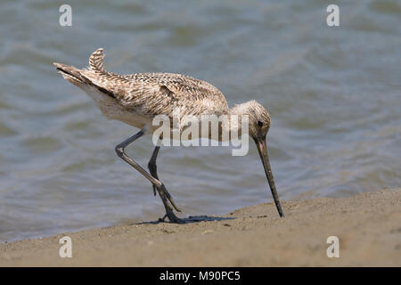 Voedsel Marmergrutto zoekend Californie USA, in marmo Godwit rovistando California USA Foto Stock